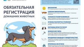Собаки как объект имущественных прав в Вита Экспресс